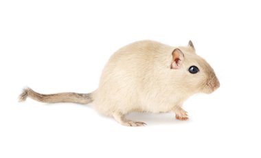 A Burmese gerbil walking, displaying its full profile from nose to tail, isolated on white background