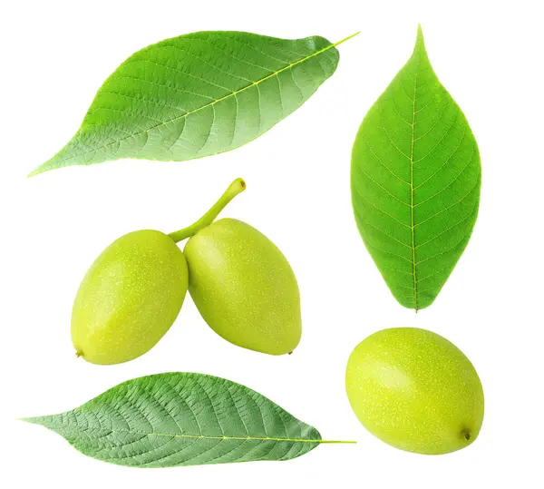 stock image Walnut raw fruits and leaves isolated on white backgroun