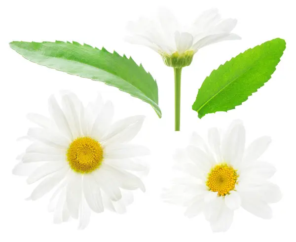 Білі Ромашкові Квіти Листя Ізольовані Білому Тлі Ліцензійні Стокові Фото