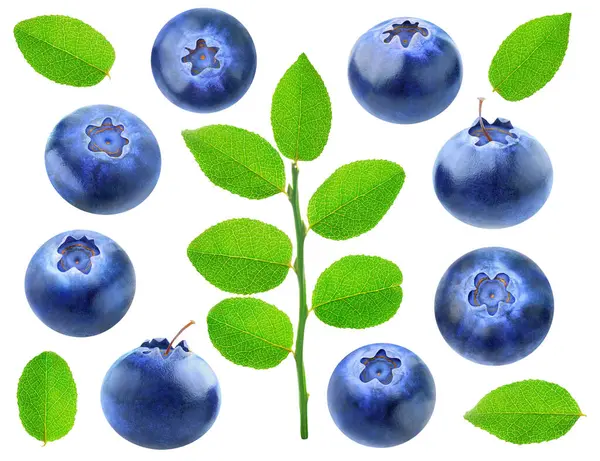Collection Blueberries Leaves Isolated White Stock Image