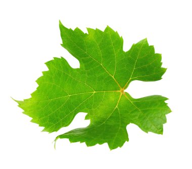 Bir asma yaprağı beyaza izole edilmiş
