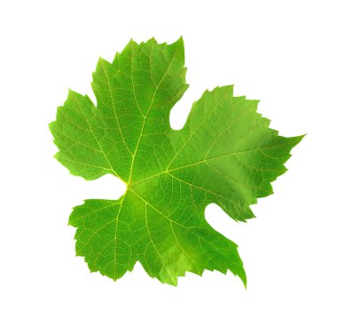 Tek üzüm yaprağı beyaza izole edilmiş.