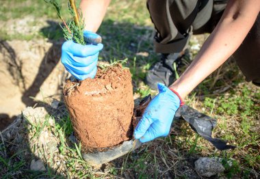 Gönüllü, bir tarladaki restorasyon projesinde ağaç dikiyor.
