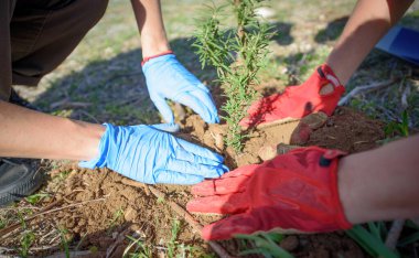 Toplum gönüllüleri yerel parka genç ağaçlar diktiler