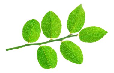 Böğürtlen bitkisinin şubesi beyaz arkaplanda izole edilmiş