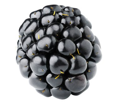 Beyazda bir böğürtlen