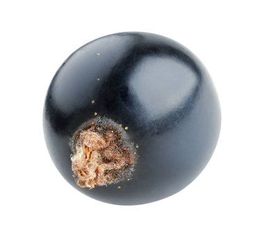 Beyaz arka planda izole edilmiş taze bir siyah frenk üzümü.