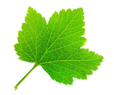 Beyaz arkaplanda izole edilmiş kırmızı ya da siyah kuş üzümü yaprakları