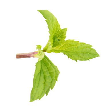 Beyaz arkaplanda izole edilmiş nane yaprakları