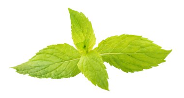 beyaz arkaplanda izole edilmiş taze nane