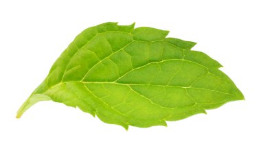 Beyaz arkaplanda izole edilmiş bir nane yaprağı