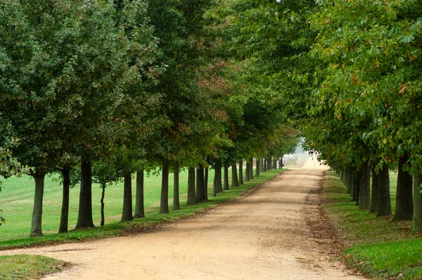 Estrada Terra Forrada Com Árvores Verdes Exuberantes Ambos Lados — Fotografia de Stock