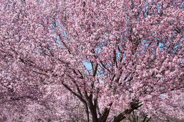 Closeup Beautiful Pink Cherry Blossom Tree — Stock Photo, Image