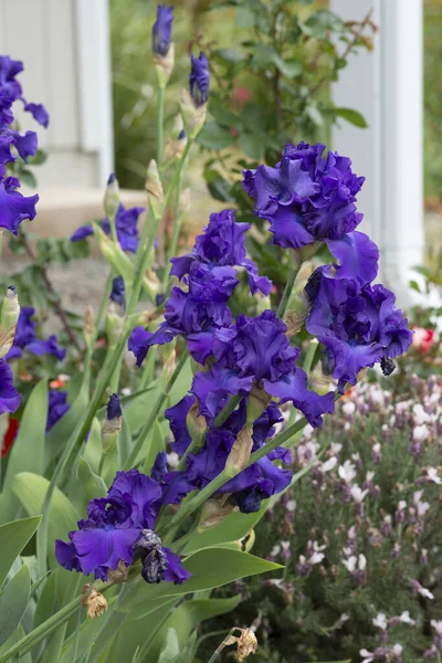 Beau Groupe Fleurs Iris Violet Fleurs Cadre Jardin — Photo