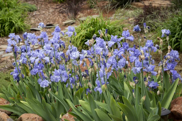 Mooi Blauw Iris Bloembed Tuin — Stockfoto