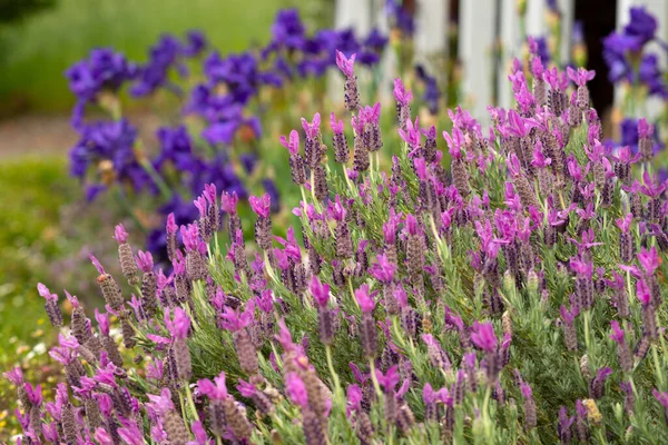 开了花的薰衣草 背景为紫色虹膜 — 图库照片