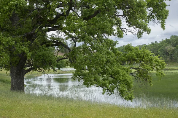 Большое Красивое Дубовое Дерево Рядом Огромным Озером — стоковое фото