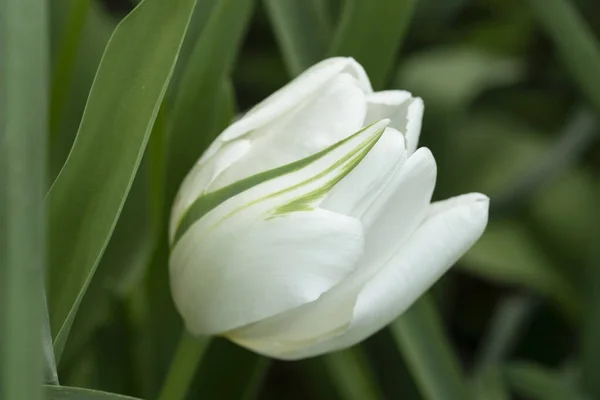 Closeup White Tulip Green Stripes Lush Leaves Background — Stock Photo, Image