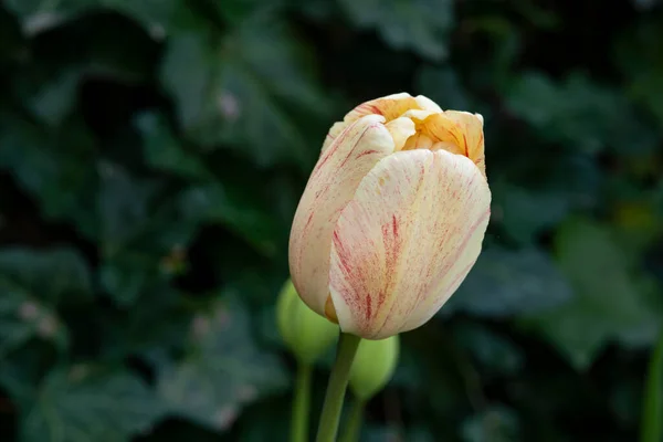 Detailní Záběr Jednoho Tulipánového Květu Žlutého Červeného — Stock fotografie