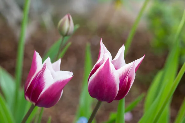 Zblízka Dva Růžové Bílé Tulipány Zahradě — Stock fotografie