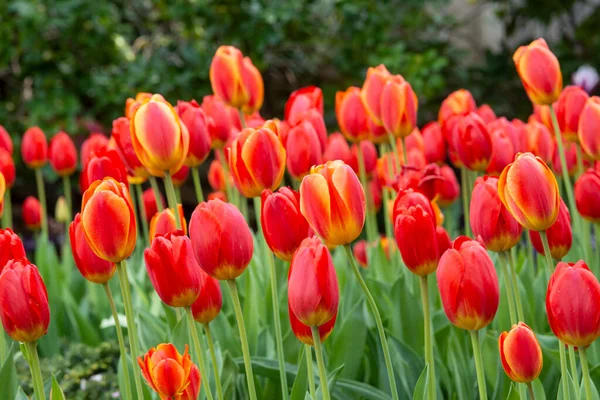 Grande Grappe Nombreuses Belles Tulipes Orange — Photo
