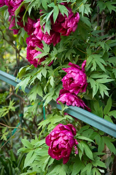 Bunga Bunga Peony Tumbuh Taman Sepanjang Tangga Pagar — Stok Foto