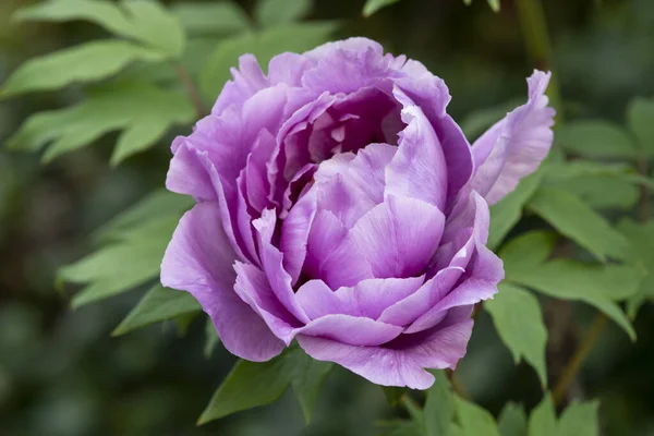 一朵美丽的紫色牡丹花的花冠 — 图库照片
