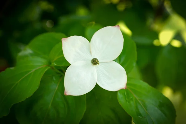 Mooie Witte Dogwood Bloemen Met Weelderige Groene Achtergrond — Stockfoto