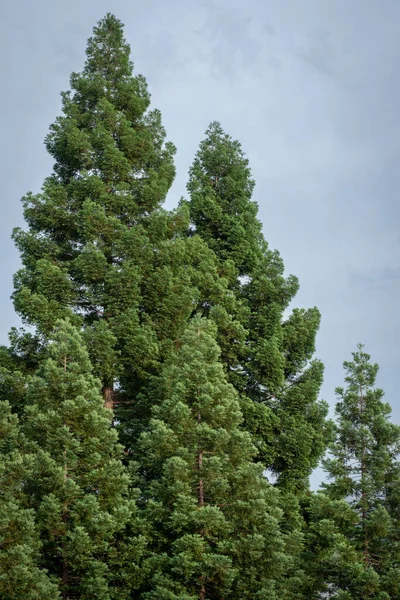 Weelderige Gezonde Groepering Van Redwood Trees Stockfoto