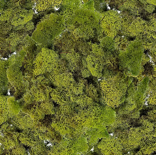 Full Image Green Moss Ground Covering Found Forest — Stock Photo, Image