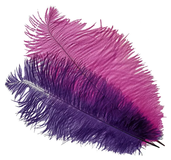 Plumas Color Rosa Púrpura Que Pueden Utilizar Para Las Plumas —  Fotos de Stock