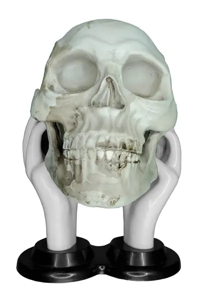 Porcelain Hands Holding Human Skull — Stock Photo, Image
