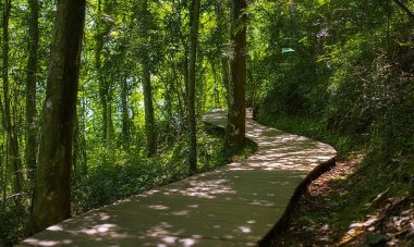 A rough wooden path curving through the forest for a nice walk