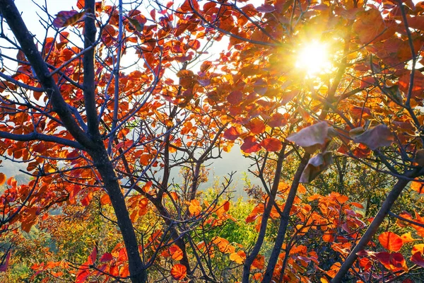 Czytaj Liść Świetle Słonecznym Jesienią — Zdjęcie stockowe