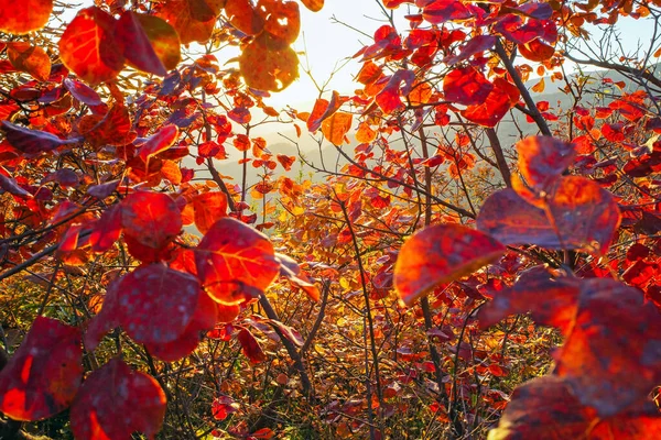 Czytaj Liść Świetle Słonecznym Jesienią — Zdjęcie stockowe