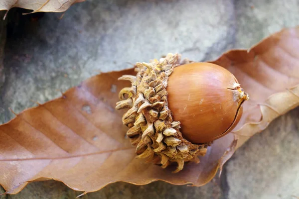 Acorn Nut Seed Close Stock Photo