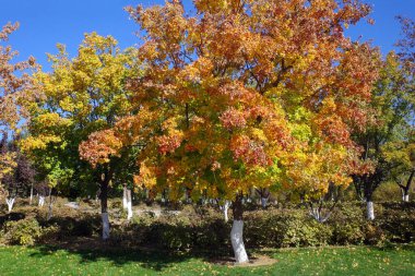 autumn tree with colorful leaf