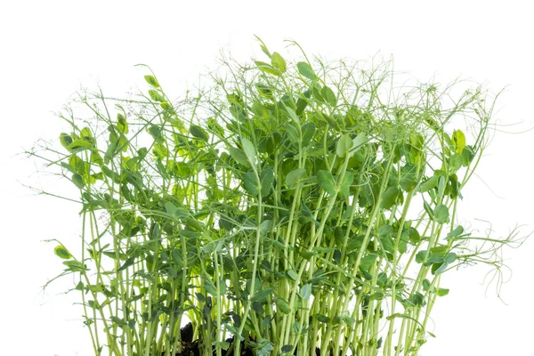 Pea Shoots Tendrils Grown Micro Greens Ready Harvested Isolated White — Stock Photo, Image