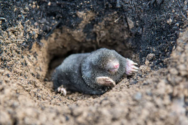 European Mole Emerging Its Tunnel Mole Hill — Stock Photo, Image
