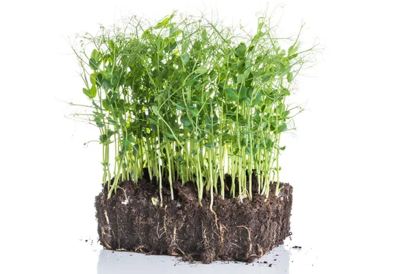 Pea Sprouts Taken Container Soil Roots Healthy Eating Home Gardening — Stock Photo, Image