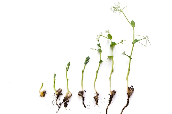 エンドウ豆の植物の成長段階は平らで白に隔離され — ストック写真