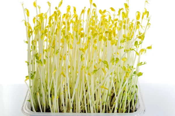 Bezelye Filizleri Karanlıkta Yetişir Salatada Ekstra Gevrek Olarak Kullanılır — Stok fotoğraf