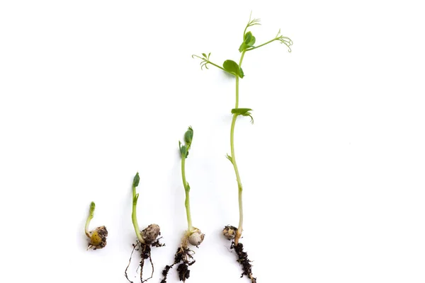 Plantas Ervilha Estágios Crescimento Deitado Plano Isolado Branco — Fotografia de Stock
