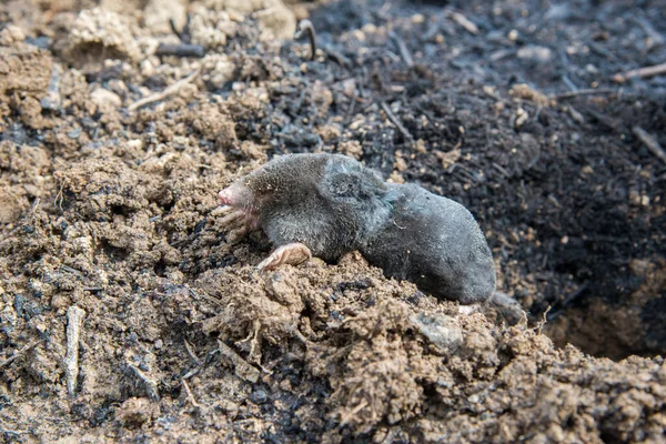 Perished European Mole Lying Ground — Stock Photo, Image
