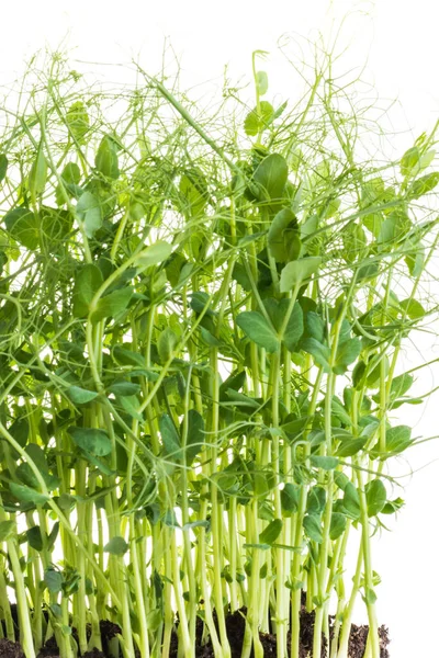 pea shoots with tendrils grown as micro greens ready to be harvested, isolated on white