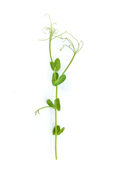 Young Pea Plant Grown Micro Green Isolated White — Stock Photo, Image