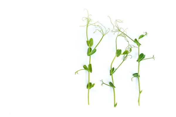 Planta Ervilha Jovem Cultivada Como Micro Verde Isolada Branco — Fotografia de Stock