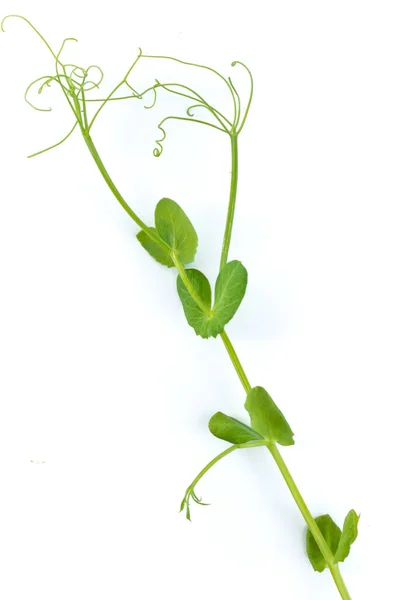 Jonge Erwtenplant Gekweekt Als Micro Groen Geïsoleerd Wit — Stockfoto