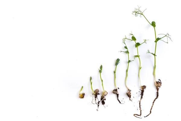 Pea Plants Growth Stages Lying Flat Isolated White — Stock Photo, Image