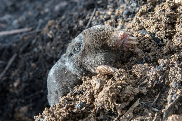 Perished European Mole Lying Ground — Stock Photo, Image